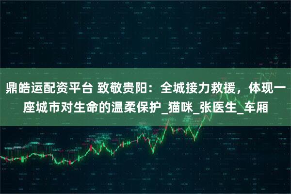 鼎皓运配资平台 致敬贵阳：全城接力救援，体现一座城市对生命的温柔保护_猫咪_张医生_车厢